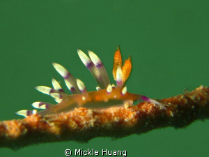 CHRYSTAL
Nudibranch_Flabellina exoptata 
Northeast Coas... by Mickle Huang 